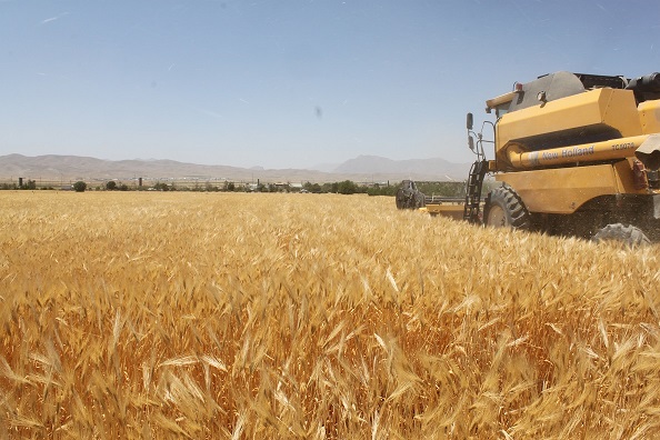 پیش‌بینی برداشت 25 تن از حدود 5 هكتار مزرعه زیر كشت جو